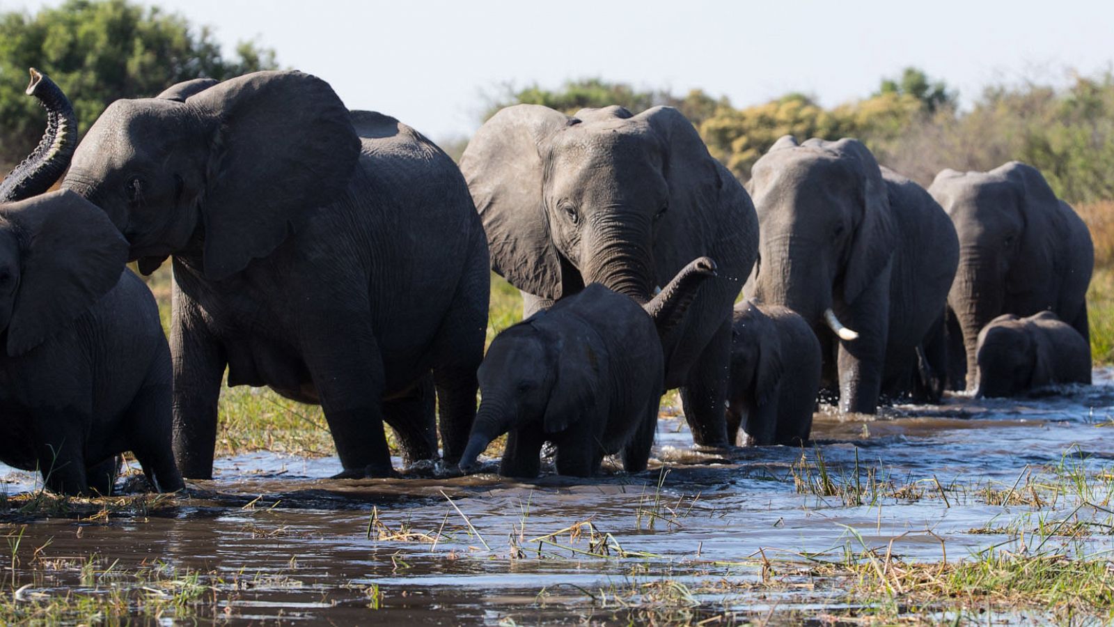 PHOTO: Scene from "Elephants."