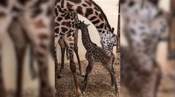 Meet The New Baby Female Masai Giraffe Born At Disney S Animal Kingdom Gma