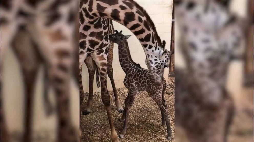 PHOTO: Baby female Masai giraffe and mom at Disney's Animal Kingdom