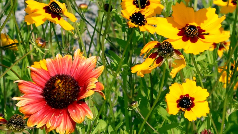 PHOTO: Two-thirds of the facility is pollinator-friendly and features a test garden to help environmental research.