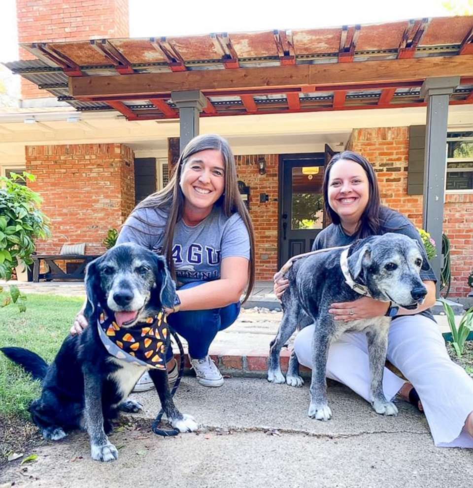 Fostering 2024 senior dogs