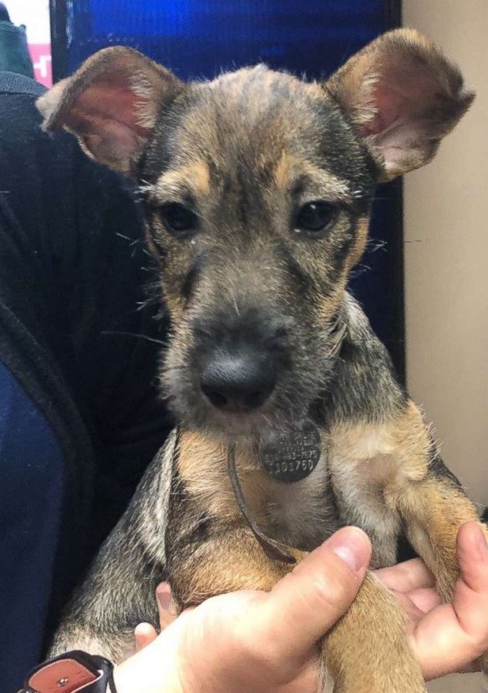 PHOTO: Barnaby, a Schnauzer-Shepherd mix rescued from Tennessee, pictured in an undated handout image, is available for adoption from the North Shore Animal League.
