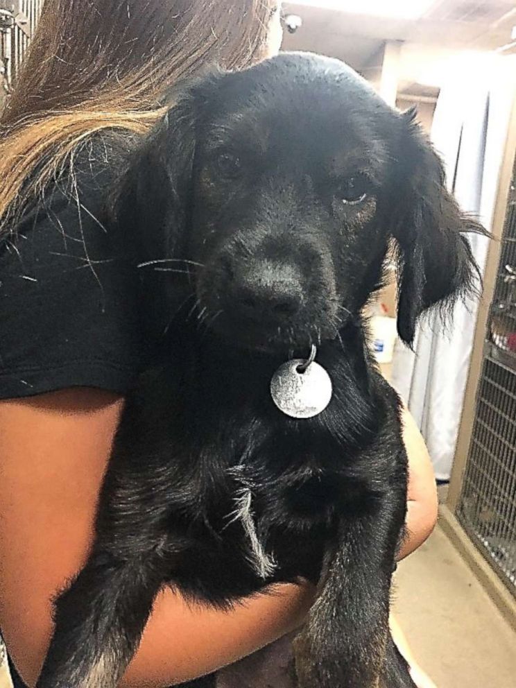 PHOTO: Maxx, a Labrador-terrier mix rescued from Tennessee, pictured in an undated handout image, is available for adoption from the North Shore Animal League.