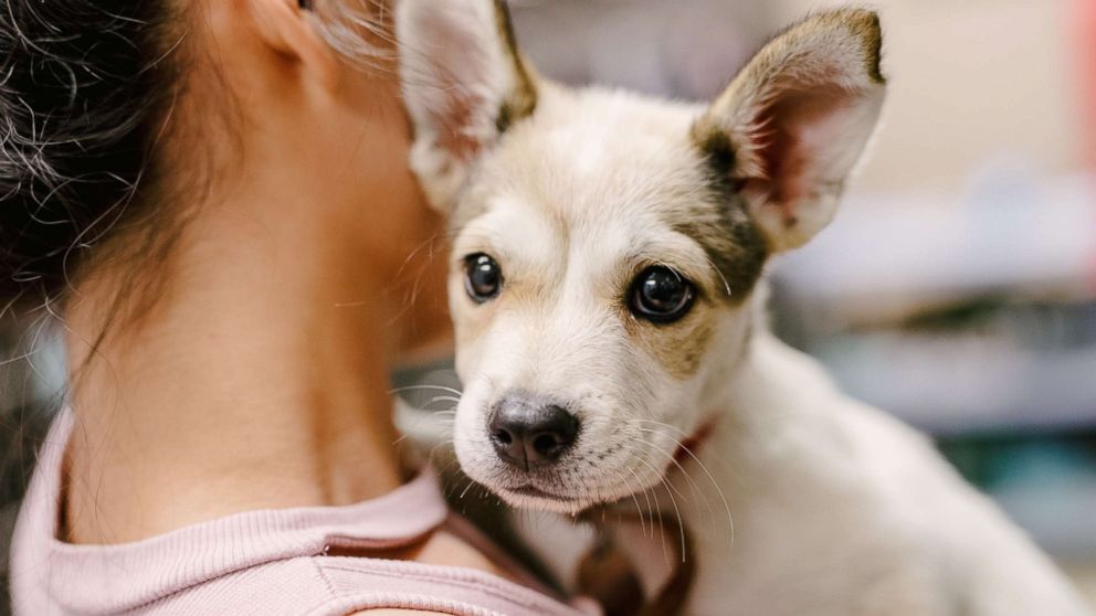 Happy DOGust 1st! 5 things to consider or know before adopting your dream puppy - ABC News