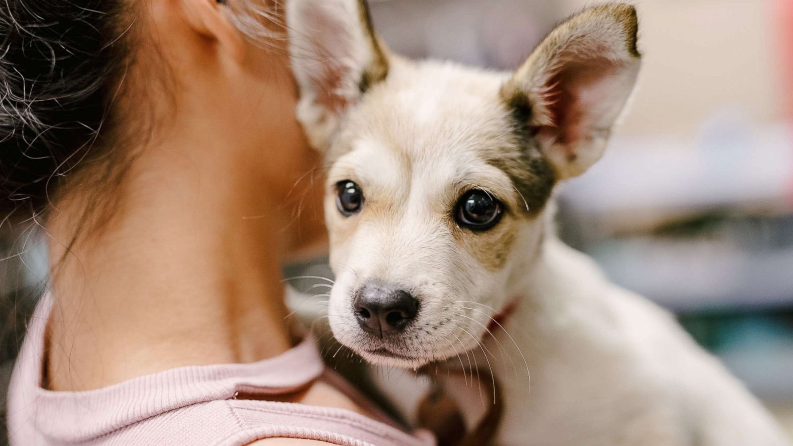 PHOTO: A puppy is held by a woman in an undated handout photo from the North Shore Animal League America which will be celebrating shelter dogs at an event they call "DOGust 1st" on Aug. 1, 2018.