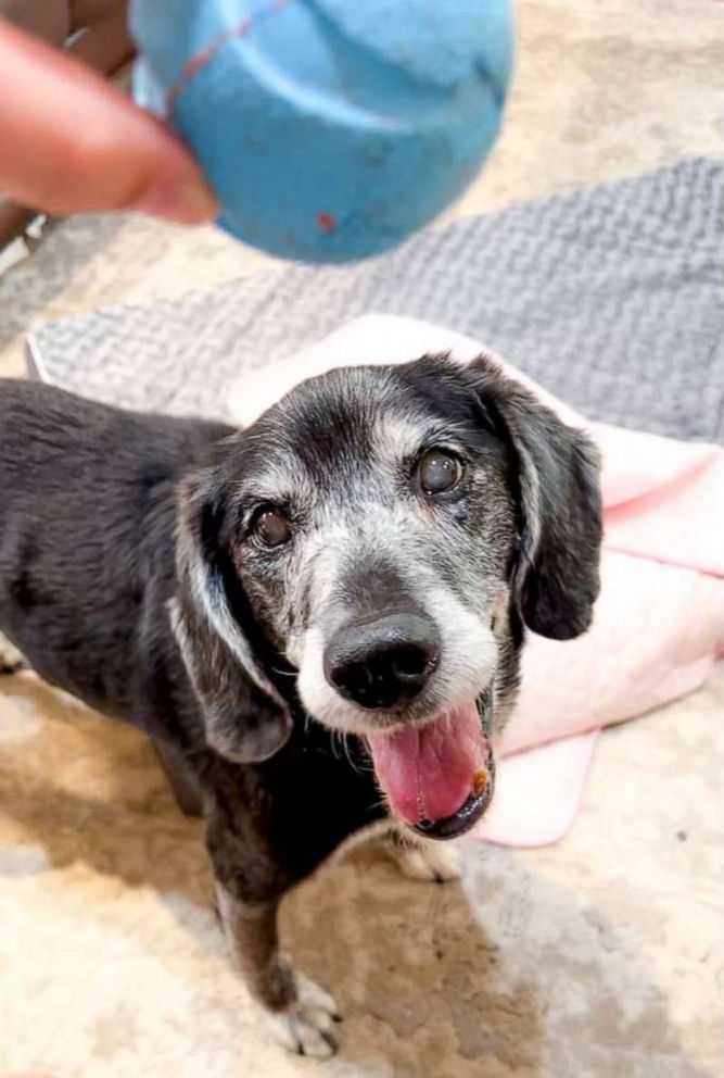 PHOTO: Despite her age, Annie's foster moms say she has been thriving.