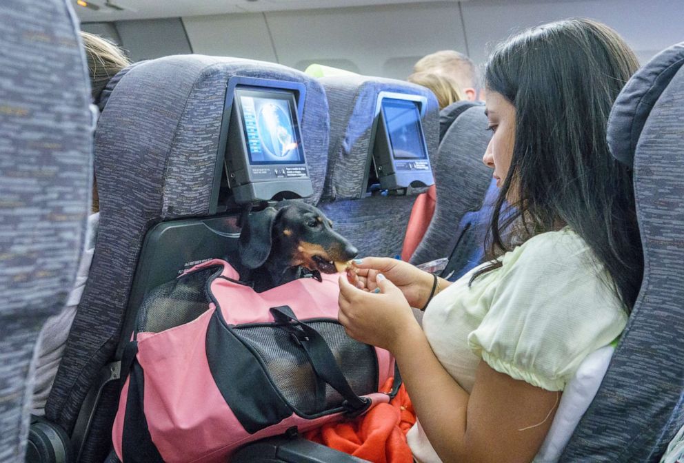 PHOTO: A passenger feeds a pet dog in its carrier.