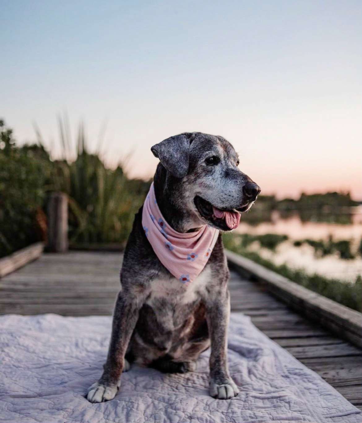 PHOTO: Annie, a 19-year-old Black Lab mix, is "easygoing and laid-back," according to one of her foster moms, Lisa Flores.