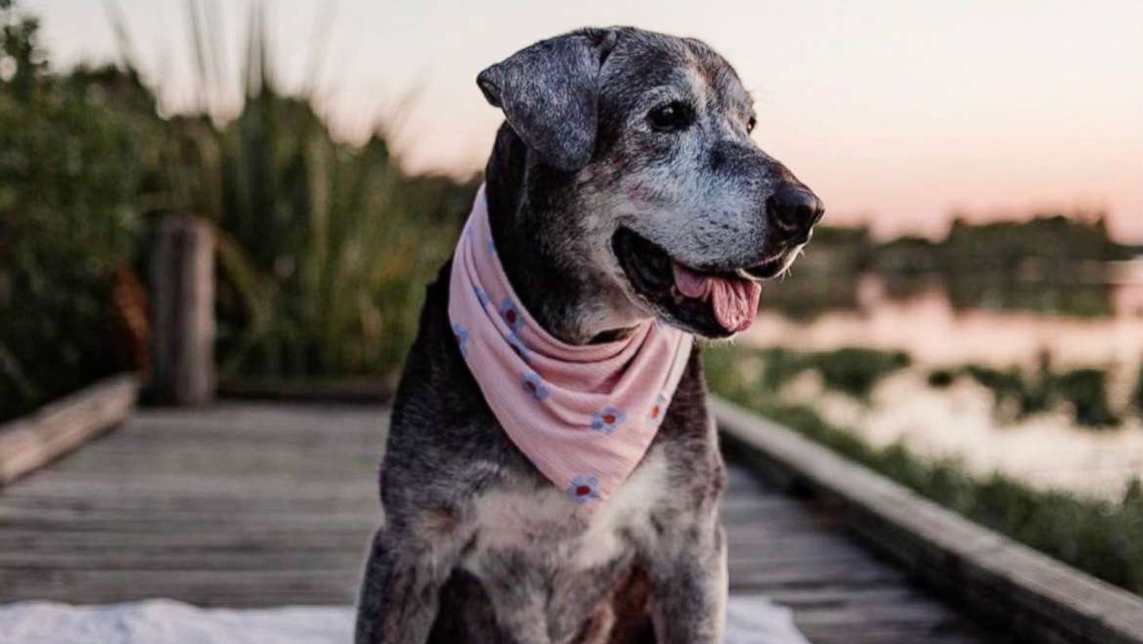 Senior Girl Finally Finds Her Way Home — Helping Hounds Dog Rescue
