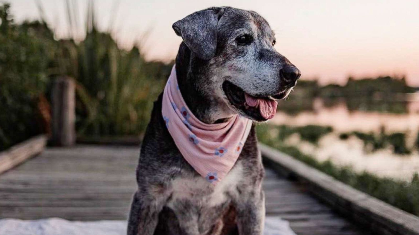 PHOTO: Annie, a 19-year-old Black Lab mix, is "easygoing and laid-back," according to one of her foster moms, Lisa Flores.