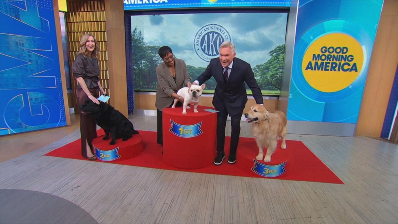 PHOTO: American Kennel Club has named the Labrador retriever, the French bulldog and the golden retriever as the three most popular dog breeds of 2025.