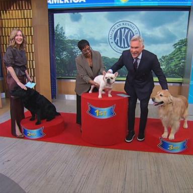 PHOTO: American Kennel Club has named the Labrador retriever, the French bulldog and the golden retriever as the three most popular dog breeds of 2025.