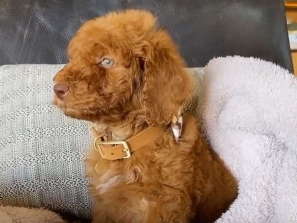 Chrissy Teigen And John Legend Adopt A New Puppy Thanks To Ellen Degeneres Abc News