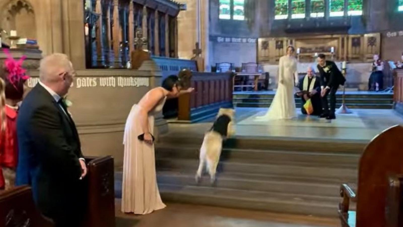 PHOTO: A golden retriever named Pancakes served as the ring bearer at his owners' wedding.