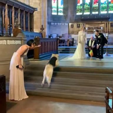 PHOTO: A golden retriever named Pancakes served as the ring bearer at his owners' wedding.