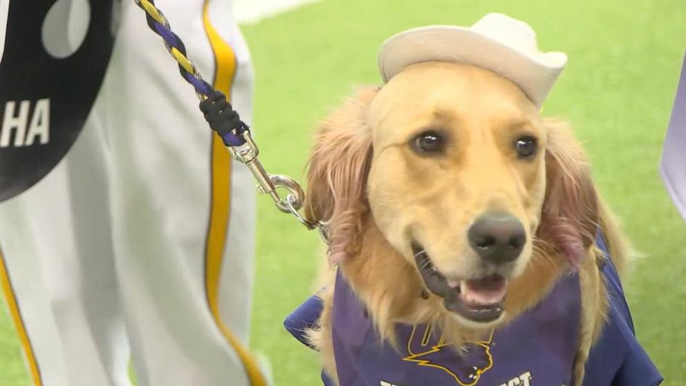 PHOTO: Winnie is a golden retriever and has been with Gabi Riessen since she was a puppy.