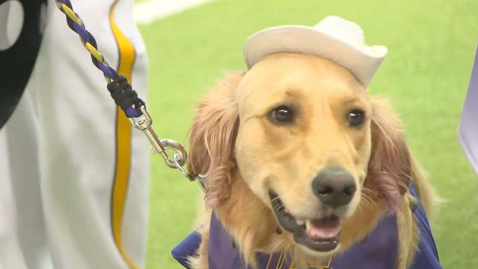 PHOTO: Winnie is a golden retriever and has been with Gabi Riessen since she was a puppy.