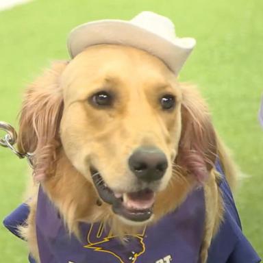 PHOTO: Winnie is a golden retriever and has been with Gabi Riessen since she was a puppy.