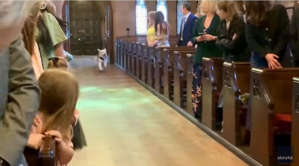 PHOTO: A golden retriever named Pancakes served as the ring bearer at his owners' wedding.