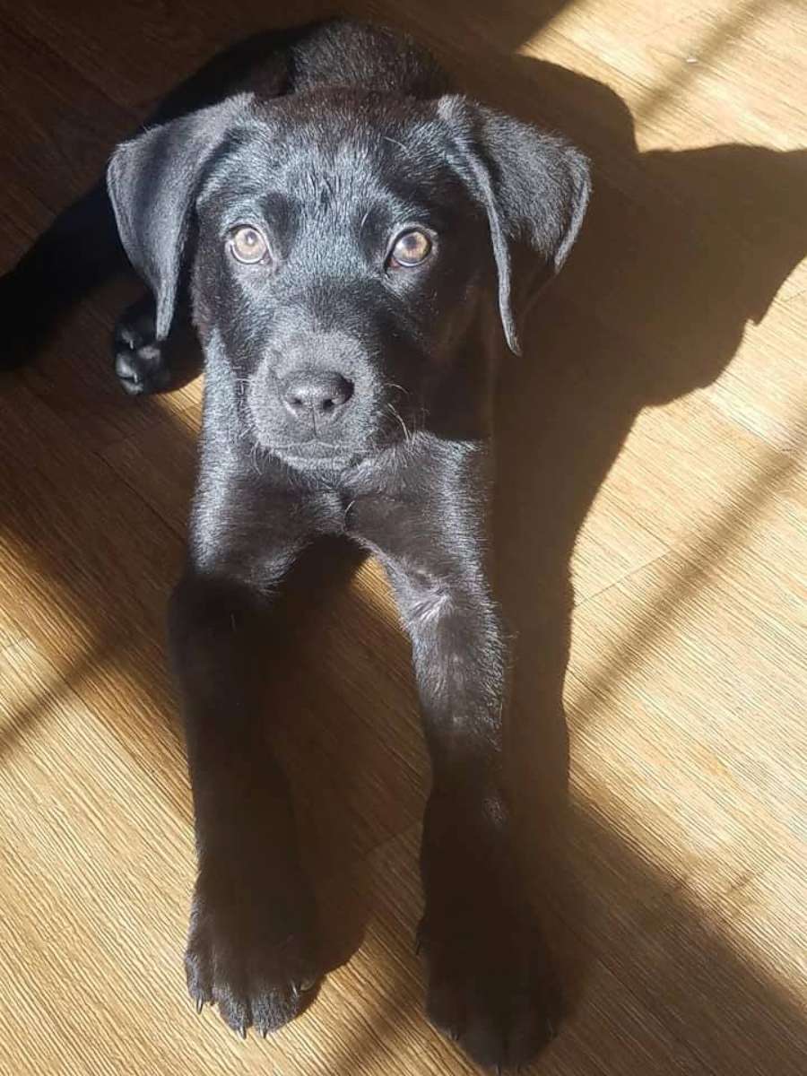 PHOTO: Emerson, a black lab mix, was rescued out of a shelter in Florida and brought to the foster-based rescue, NFR Maine where he was eventually adopted.