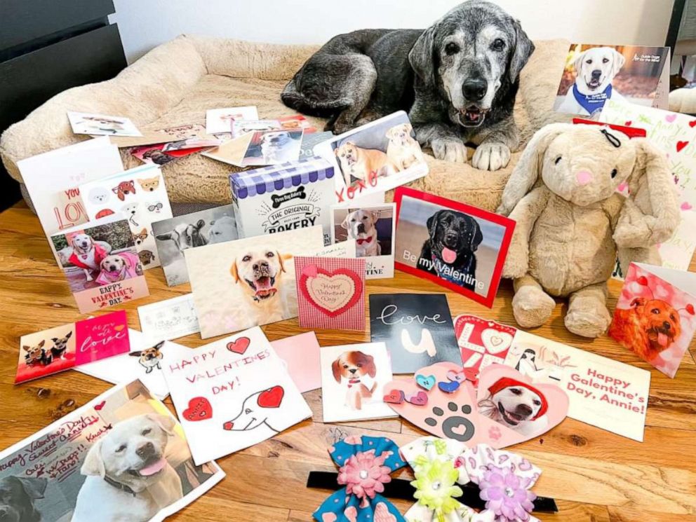 PHOTO: Annie's online fans sent her Valentine's Day cards, part of a bucket list that Siler and Flores created to give the senior dog some memorable, special experiences.