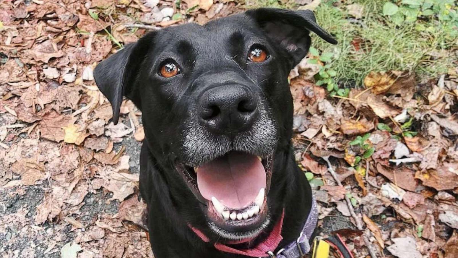 PHOTO: Tessy is a five-year-old black Lab mix.