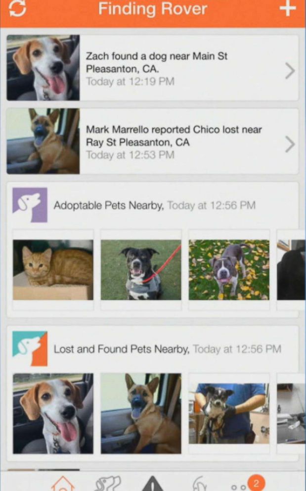 New App Reunites Missing Pets With Owners By Using Facial Recognition 