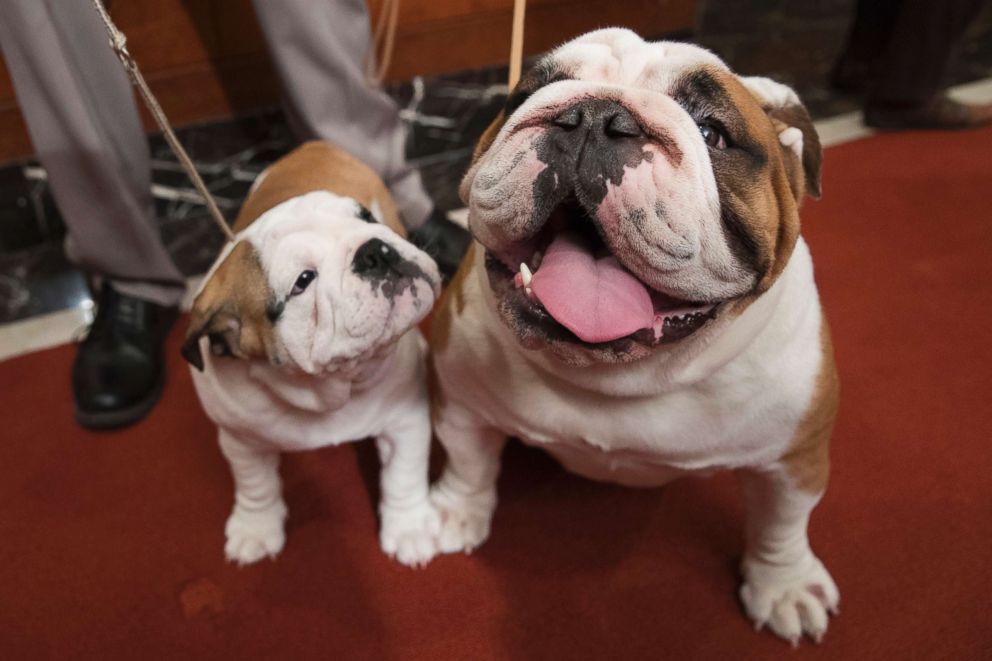 PHOTO: Bulldogs William Wonka, 14-weeks, left, and Dailey, 2, pose for photographers at the American Kennel Club, March 28, 2018, in New York. American Kennel Club rankings released in 2018 show bulldogs are the fifth most popular purebred dog. 