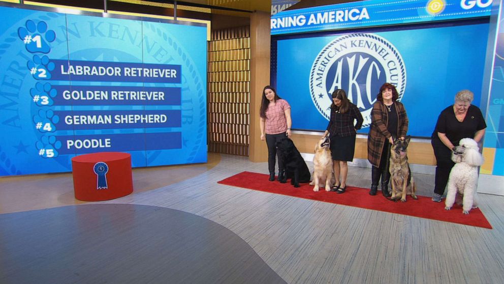 PHOTO: American Kennel Club revealed their most popular dog breeds on "Good Morning America," March 15, 2023.