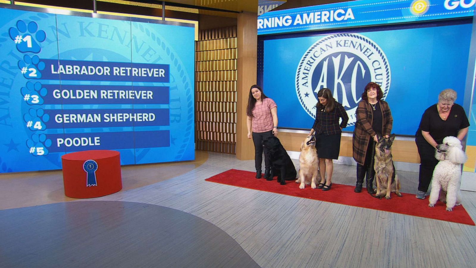 PHOTO: American Kennel Club revealed their most popular dog breeds on "Good Morning America," March 15, 2023.