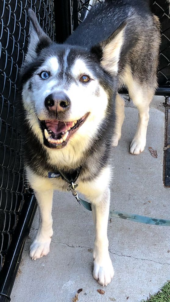 Hero husky saves kitty with blood transfusion at Nebraska Humane