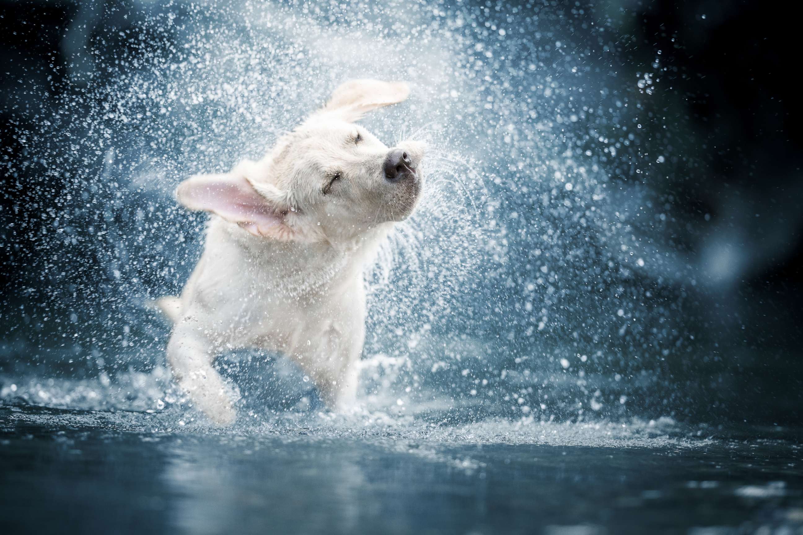 PHOTO: A dog shakes water off in this stock photo.