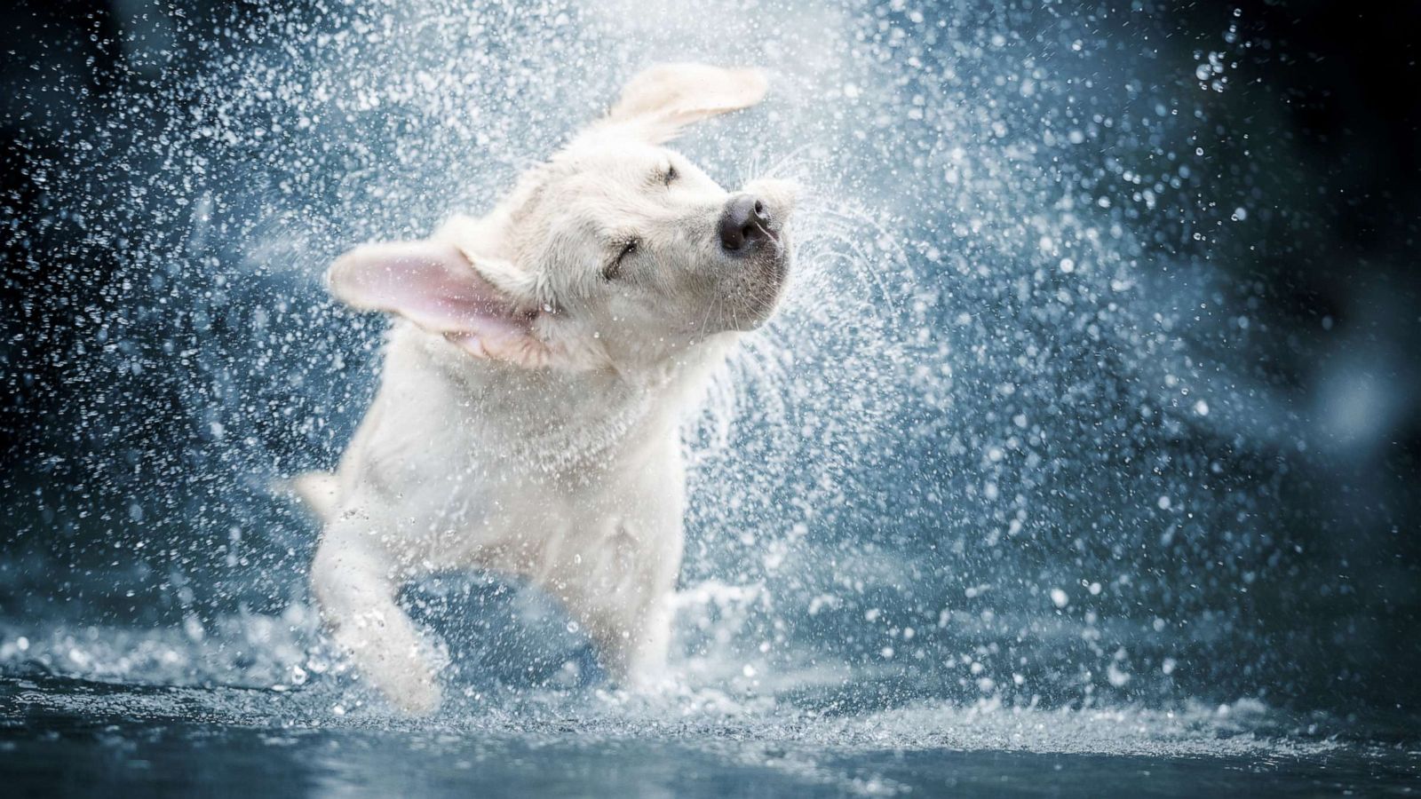 PHOTO: A dog shakes water off in this stock photo.