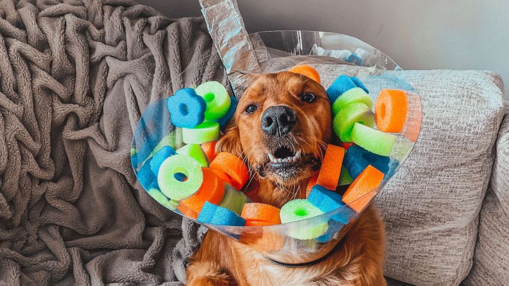 26 of the Best Dog Costumes This Halloween