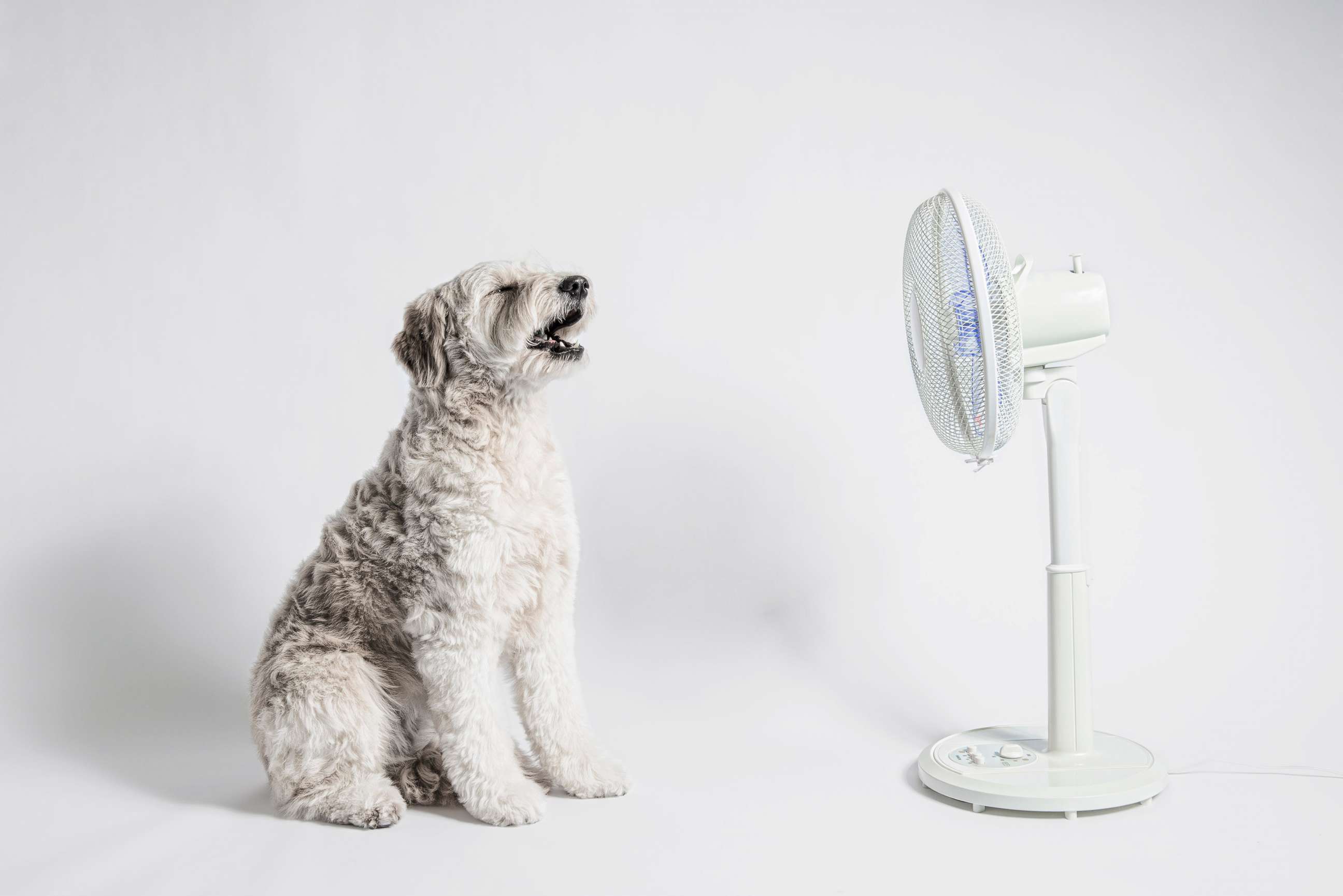 PHOTO: The dog sits in front of a fan.