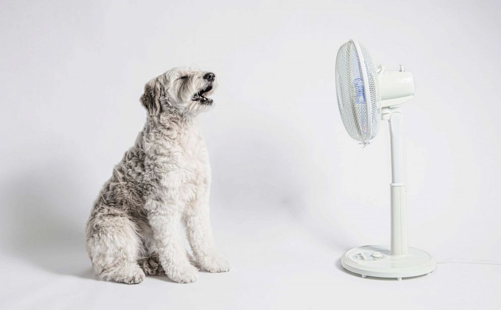 PHOTO: The dog sits in front of a fan.