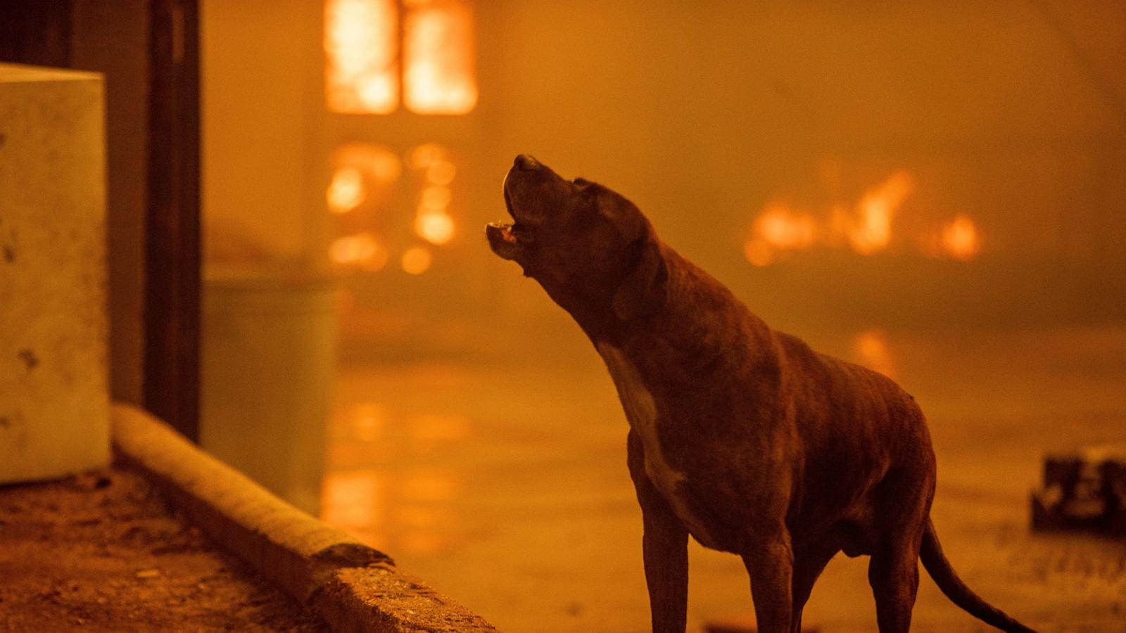 PHOTO: A dog barks as the Eaton Fire destroys a neighborhood, Jan. 8, 2025 in Altadena, Calif.