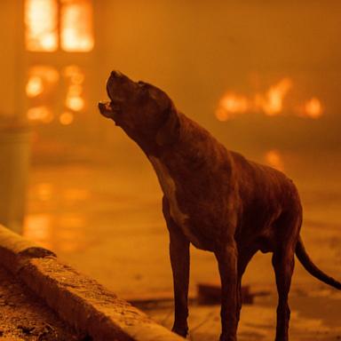 PHOTO: A dog barks as the Eaton Fire destroys a neighborhood, Jan. 8, 2025 in Altadena, Calif. 