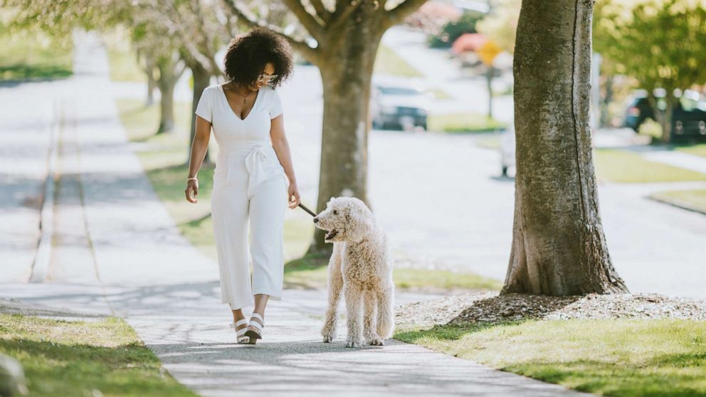 PHOTO: In this undated file photo, a woman walks her Standard Poodle.