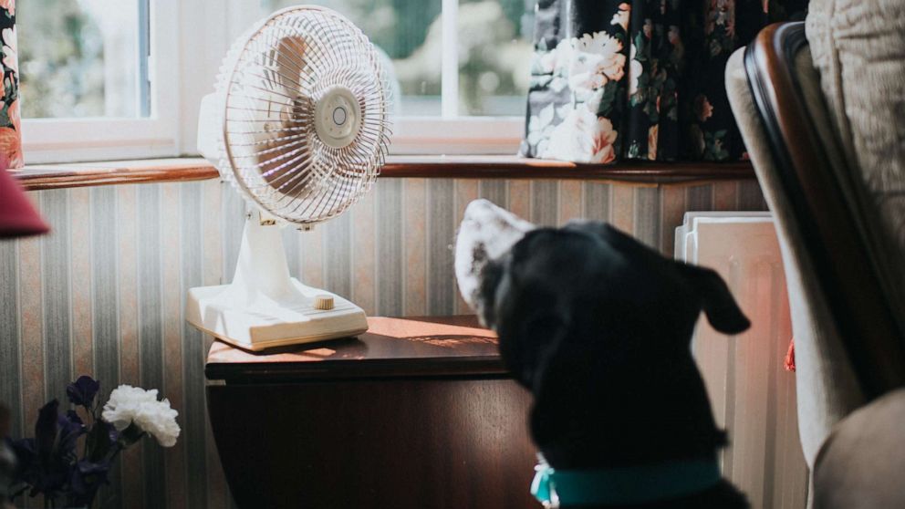 A dog looks at a desk fan in an undated stock photo.