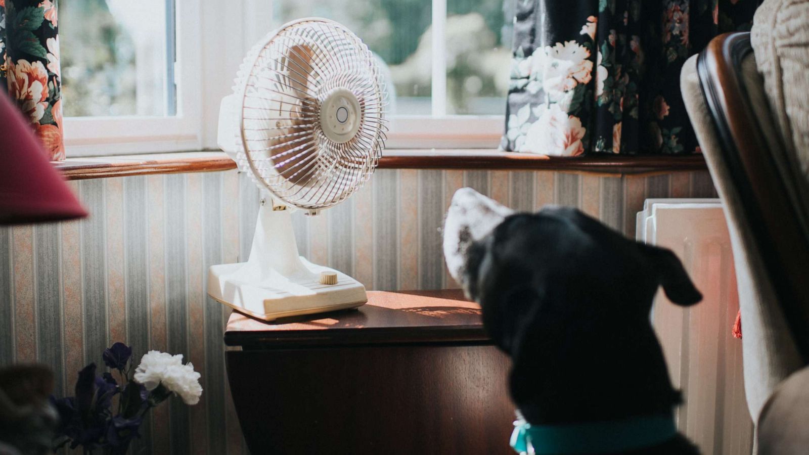 PHOTO: A dog looks at a desk fan in an undated stock photo.