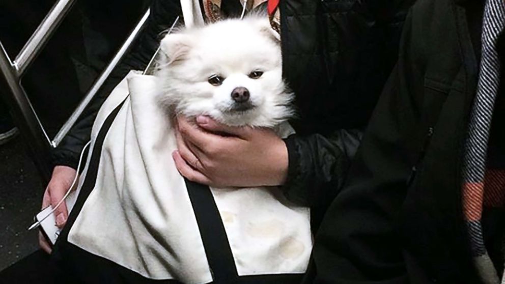 Instagram/bagdogs captures adorable images of dogs carried in bags on the New York City subway.