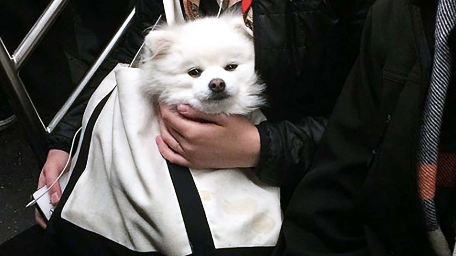 PHOTO: Instagram/bagdogs captures adorable images of dogs carried in bags on the New York City subway.