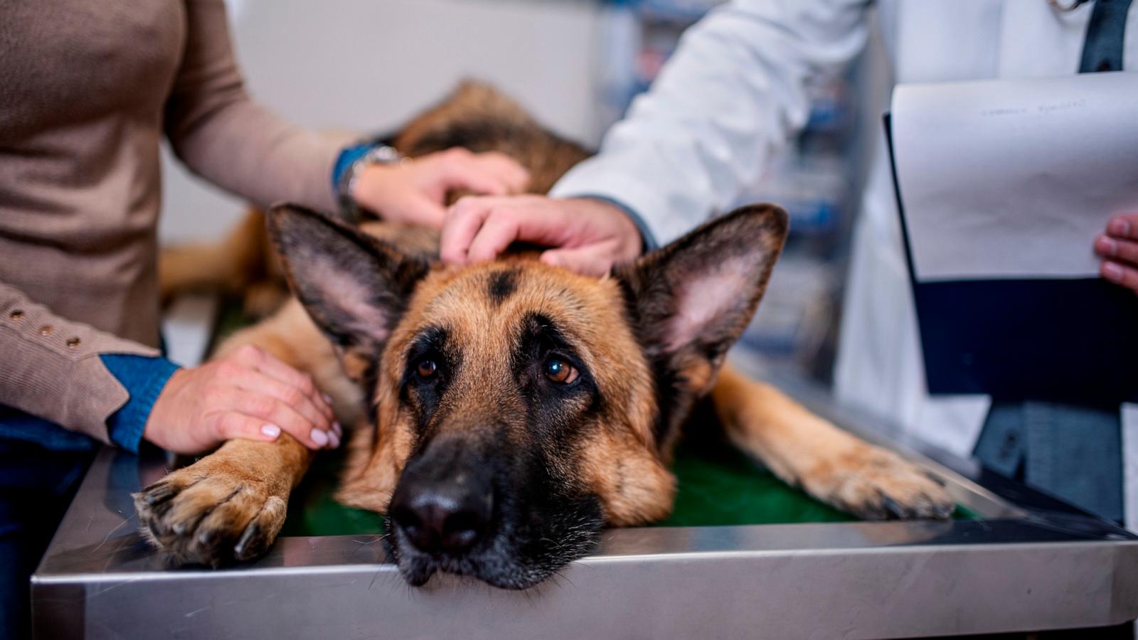 PHOTO: A veterinarian examining a German Shepherd dog.