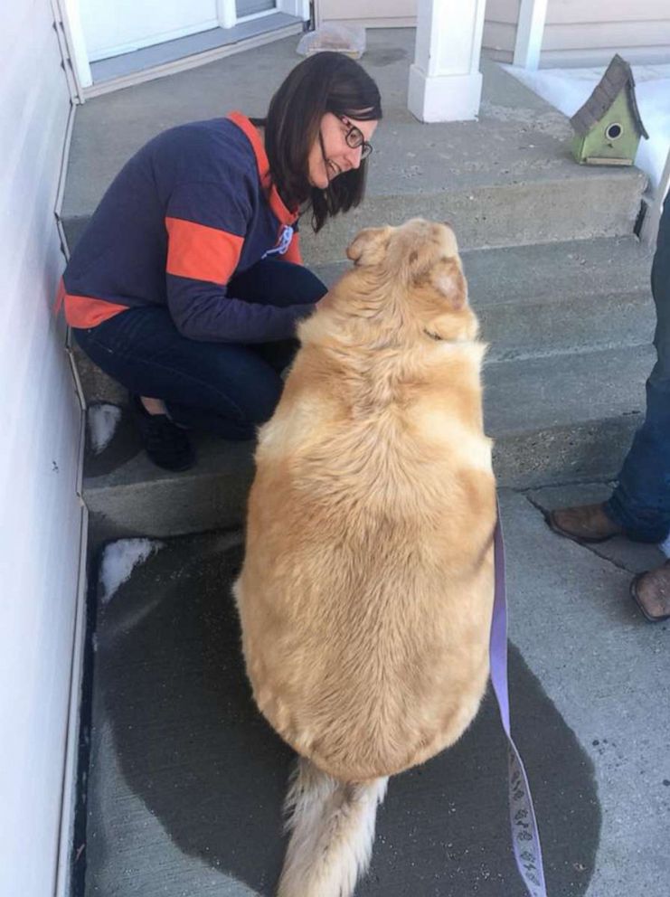 Fat store golden retriever