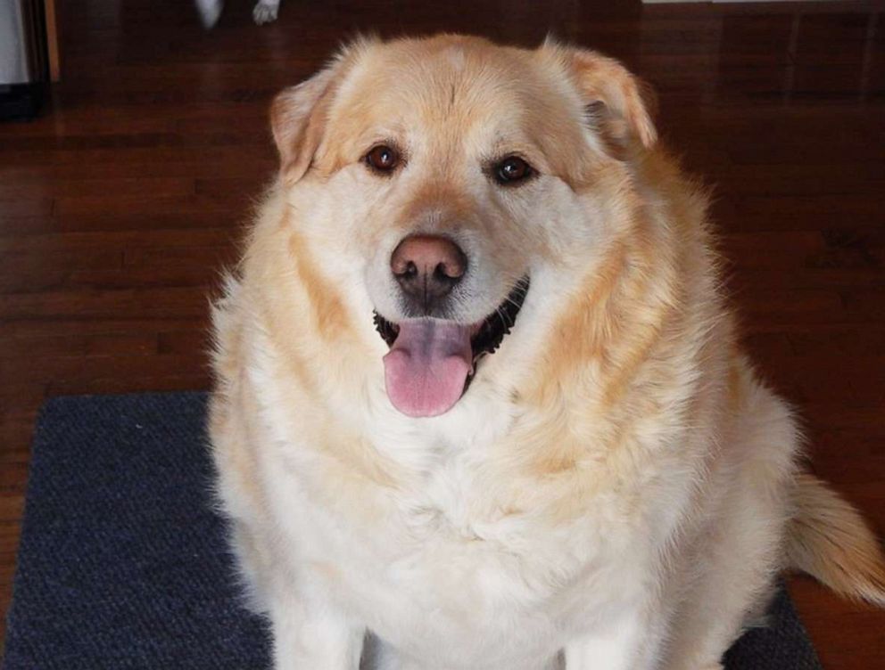 PHOTO: When Pam Heggie met Kai he weighed 173 pounds, and she helped him shed 100 pounds. 