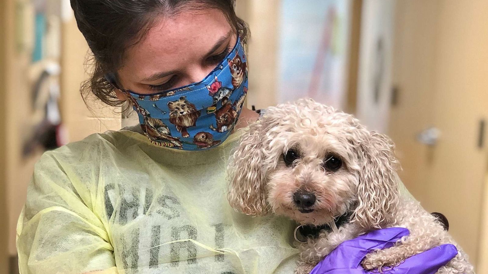 PHOTO: A 9-year-old poodle named Che-Che was recently surrendered to the shelter after the Traverso family of Neptune, New Jersey, were unable to care for her after their father died from coronavirus.