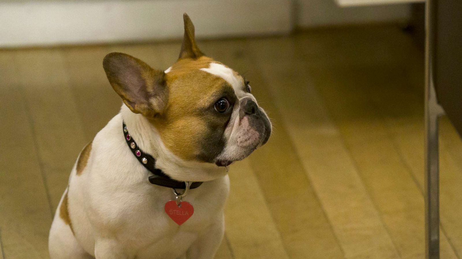 PHOTO: Beatrice, the dog who plays Stella on "Modern Family" is seen here.