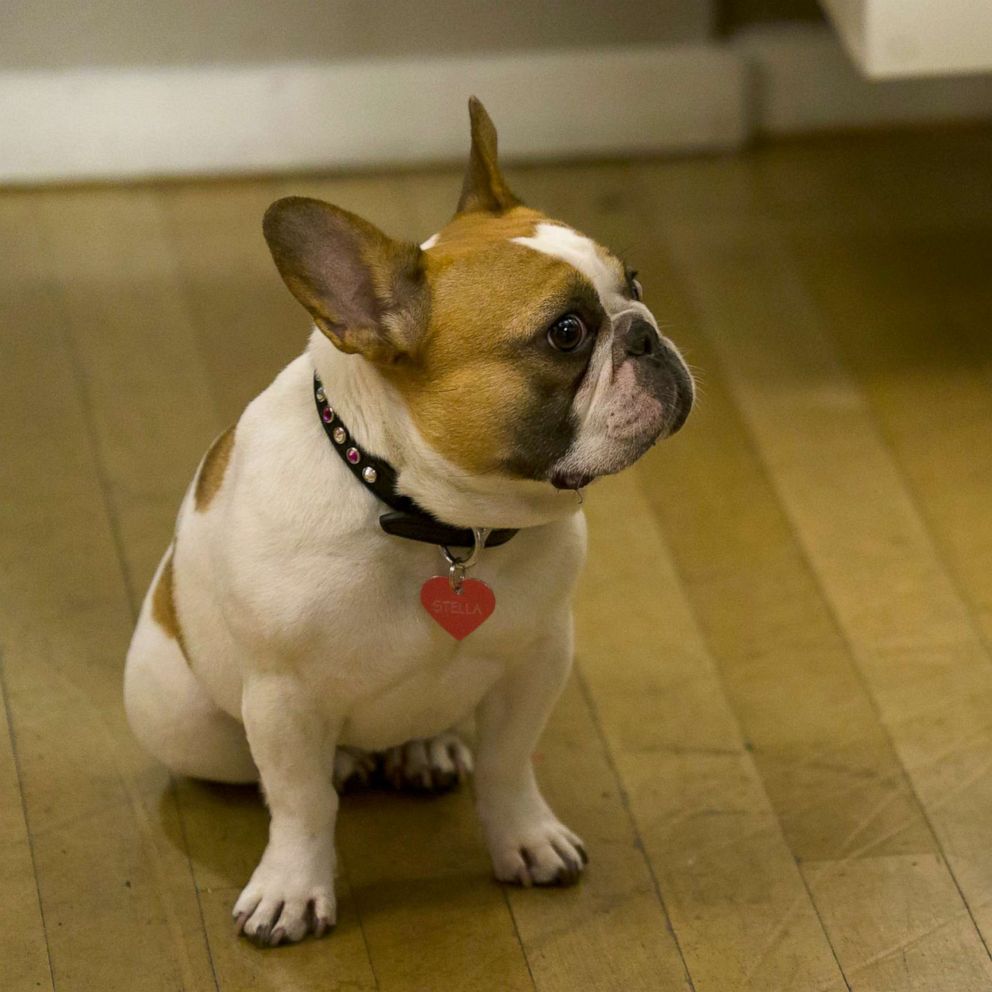 VIDEO: French bulldog from 'Modern Family' dies after filming series finale 