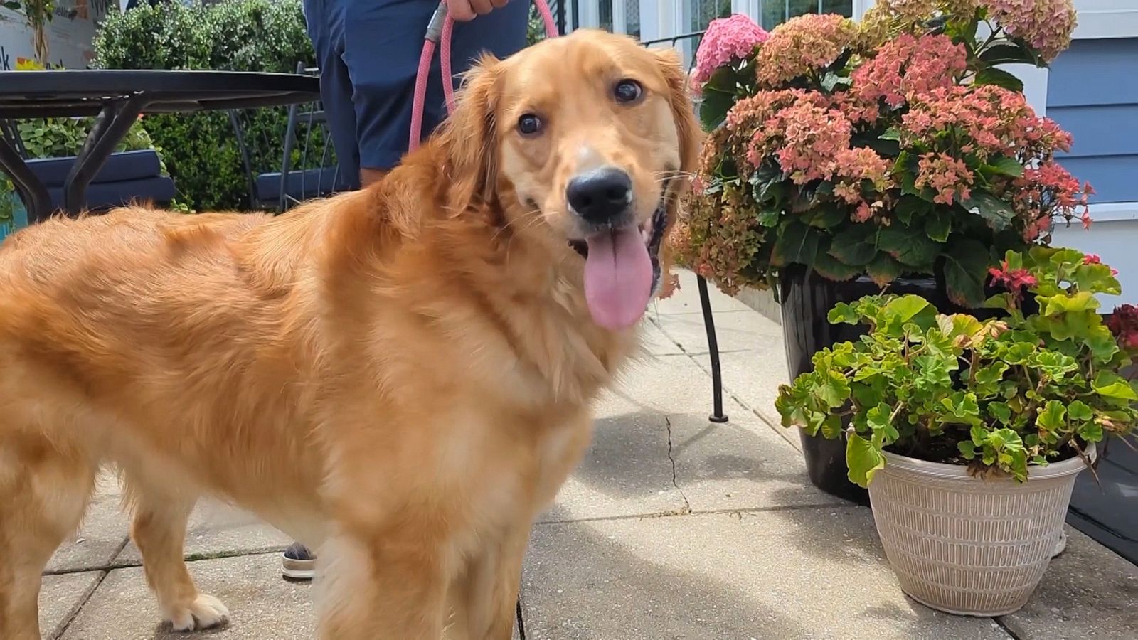 PHOTO: Chickie the dog chewed on multiples pages of his owner's passport, days before he is scheduled to leave for his Italy wedding.